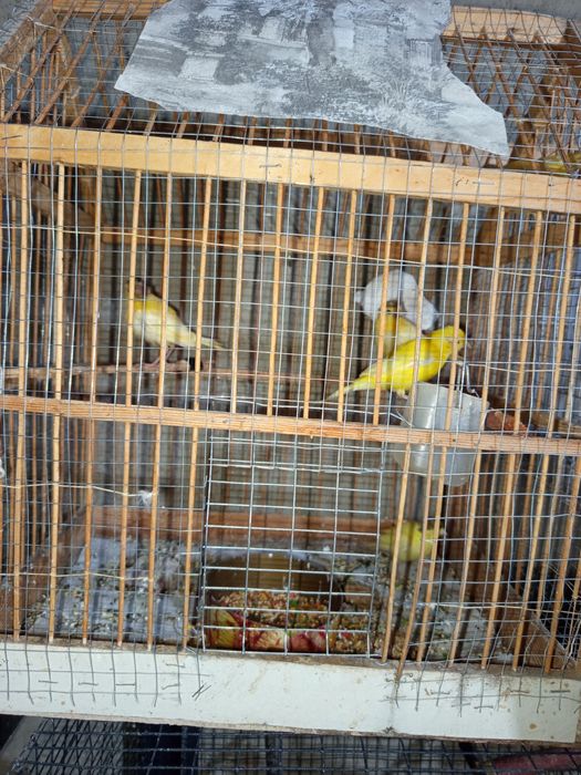 Канарейка сотилади 100 минг