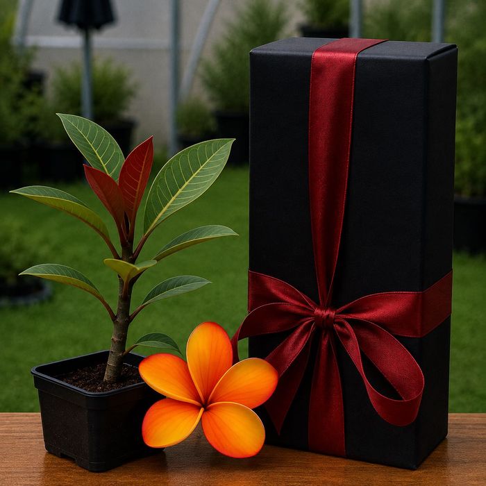 Plumeria Frangipani de 6/8 Luni,  1 An sau Matură