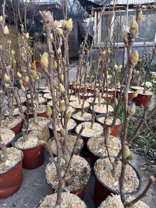 Магнолия карликовая до 2,5 м растет, 3 сорта