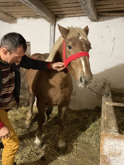 Mânza de vanzare de 7 luni