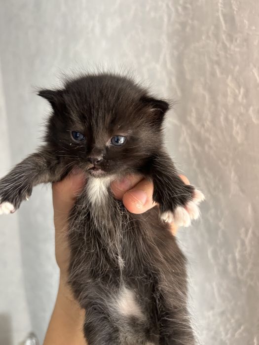Котята Марғаулар