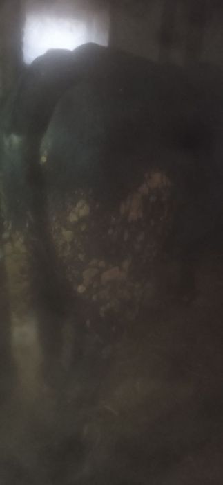 Boʻqa sotiladi , Manzil Namangan viloyati Chust tumani Gʻova qishlogʻi