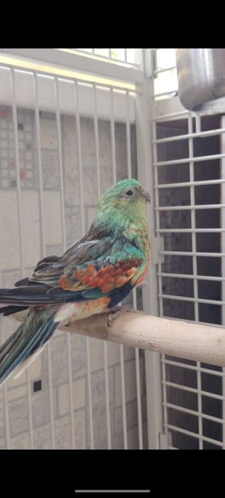 Продаётся певчий попугай нар.