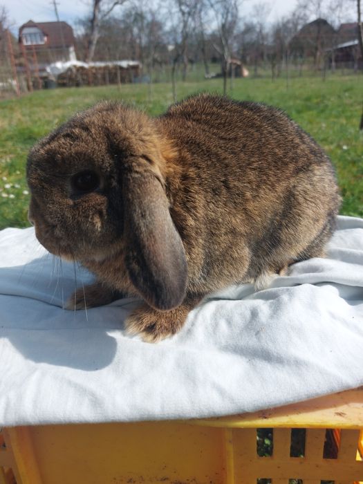 Iepure,femela holland lop  pitic 7 luni