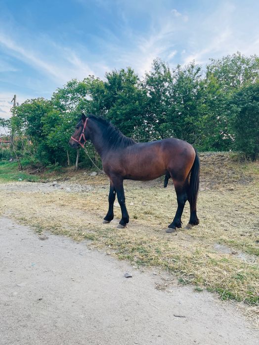 Metis frizian de vânzare !