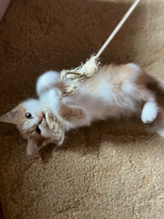 Солнечный котёнок