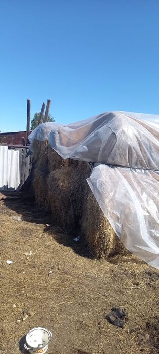 Продам сено  2025го года