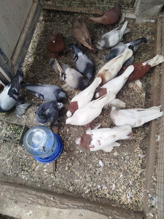 Продам голубе разных