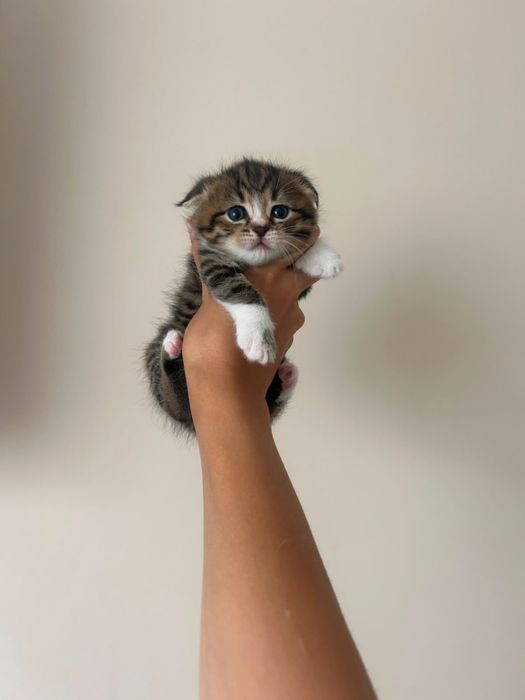 Котята ждут своих родных