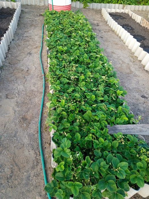 Дача 6 соток Борки