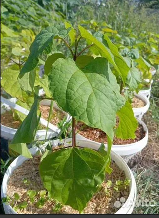 Продам саженцы Катальпы