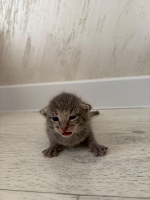 Отдам котят в добрые руки