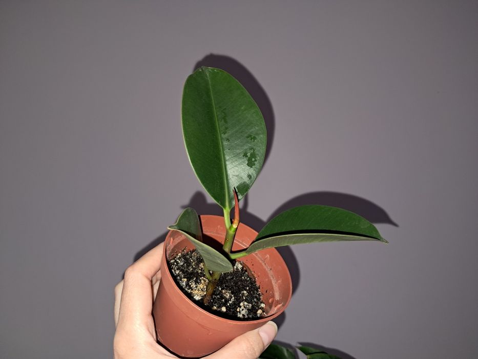 Фикус Робуста. .