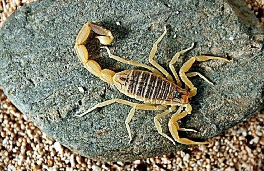 Дезинфексия навои 24/7