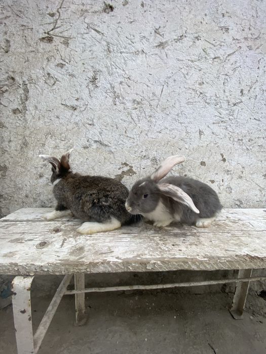 Velekan gibrt quyonlar