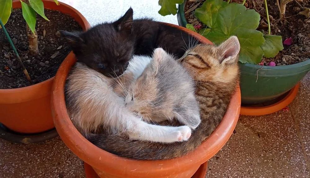 DONEZ - SPRE ADOPTIE - 3 pisici prea frumoase !