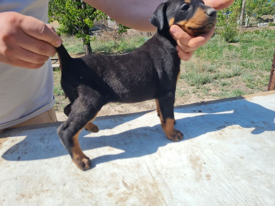 Элитный Щенок добермана