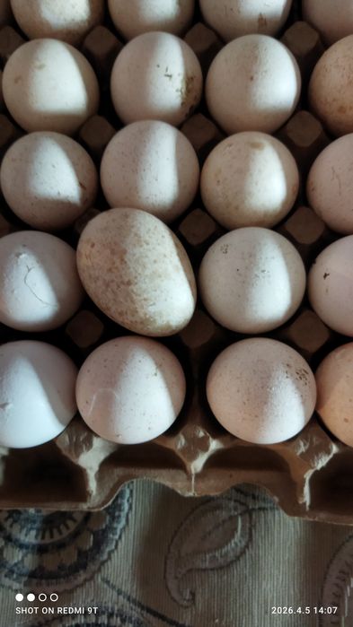 Яйцо индюка для инкубации