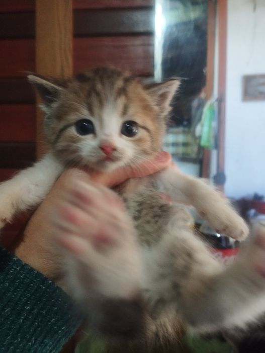 Отдам котят крысоловки