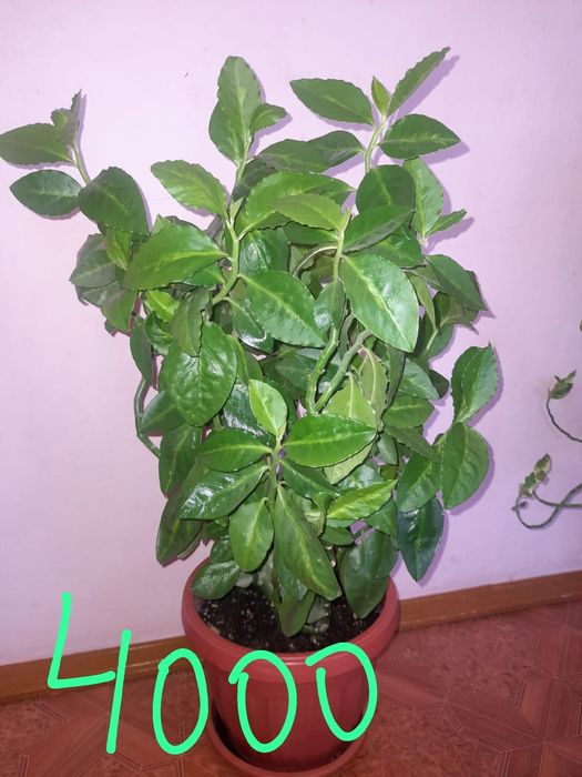 Комнатные хорошие цветы