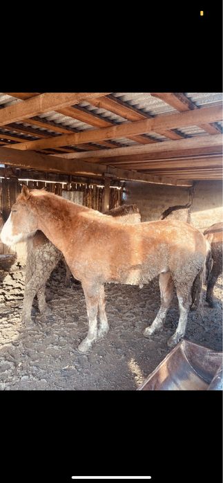 Семіз тайлар сатылады