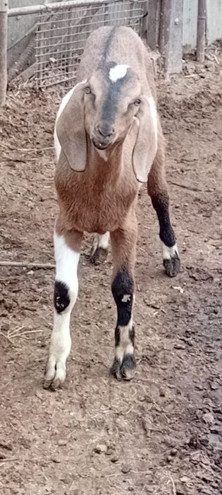Англо-нубийский лак теке ауыстырам.