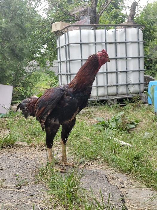 Продам петуха дакана