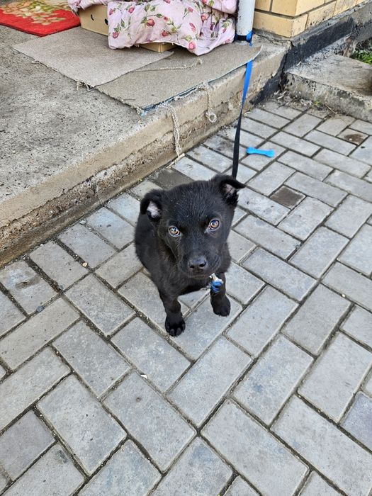 Отдам щенок мальчик