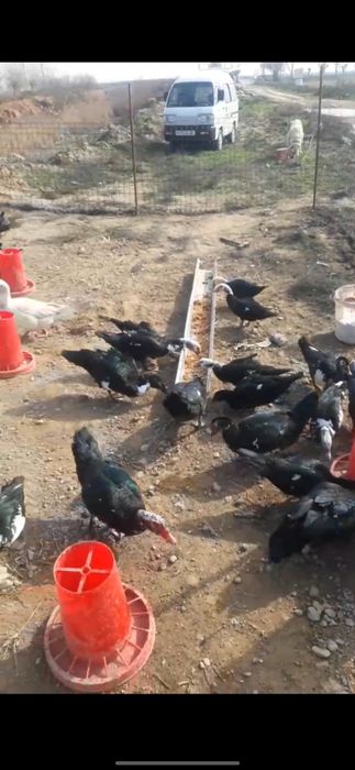 Продаю  индоутки