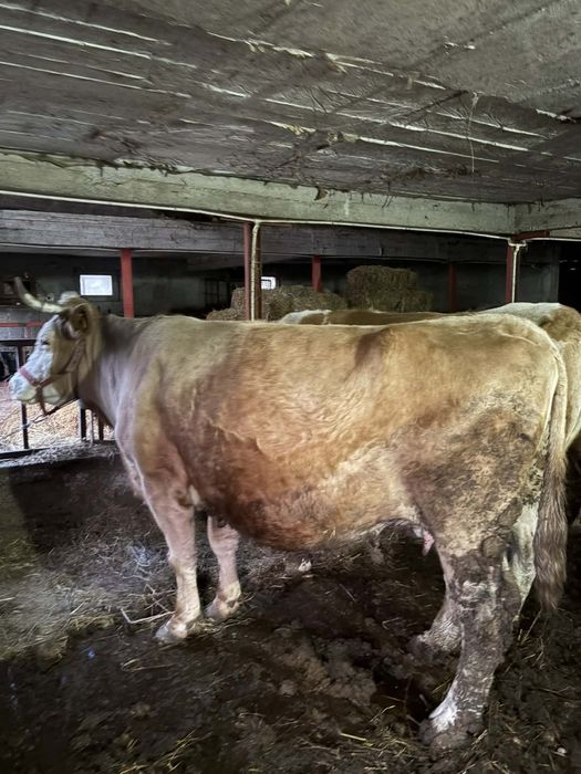 De vânzare 2 vaci si o junincă