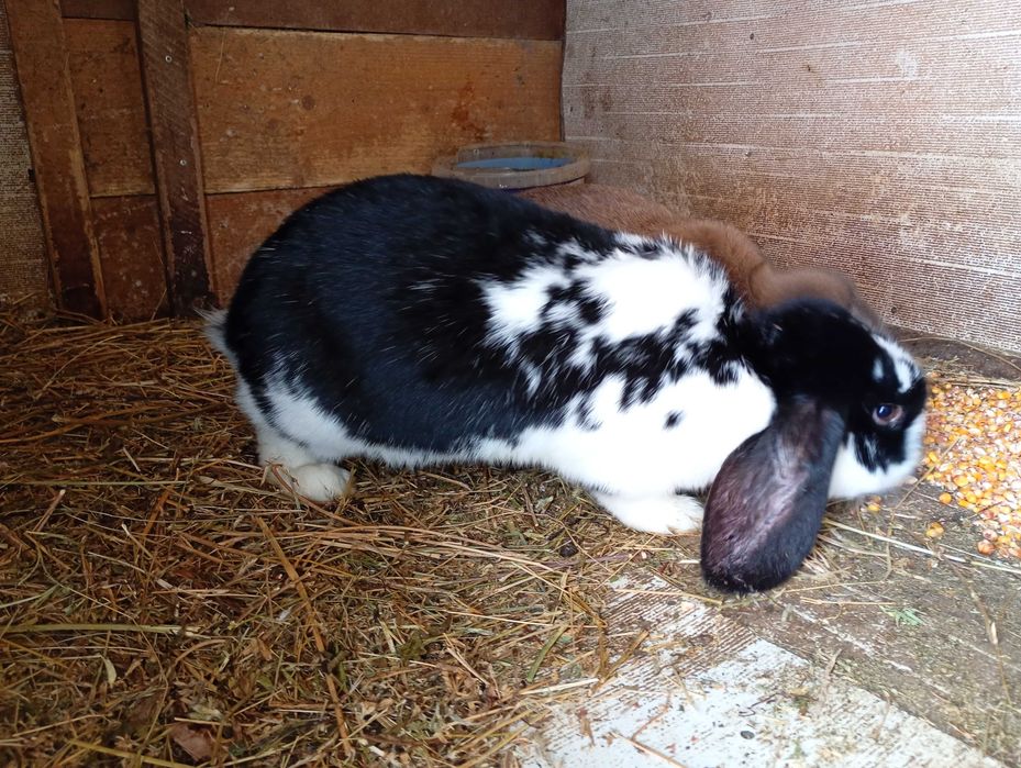 Iepuri fluture german și berbec german