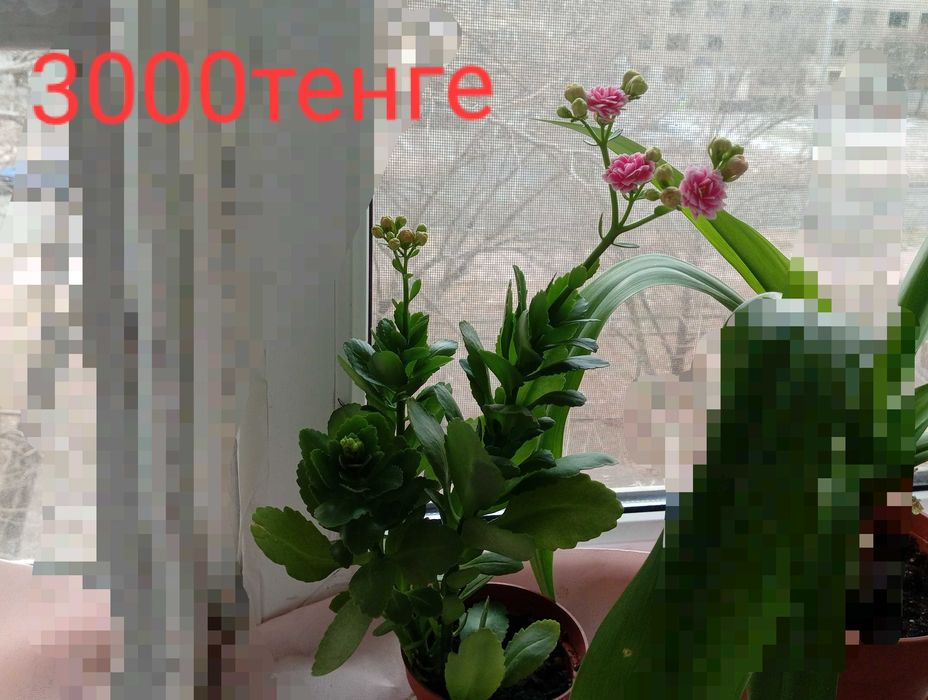 Очень красивое каланхоэ и циперус