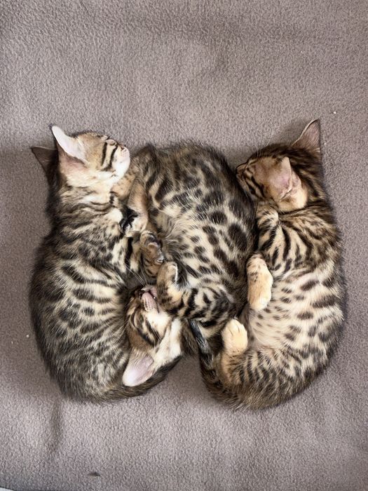 Продам девочку бенгала