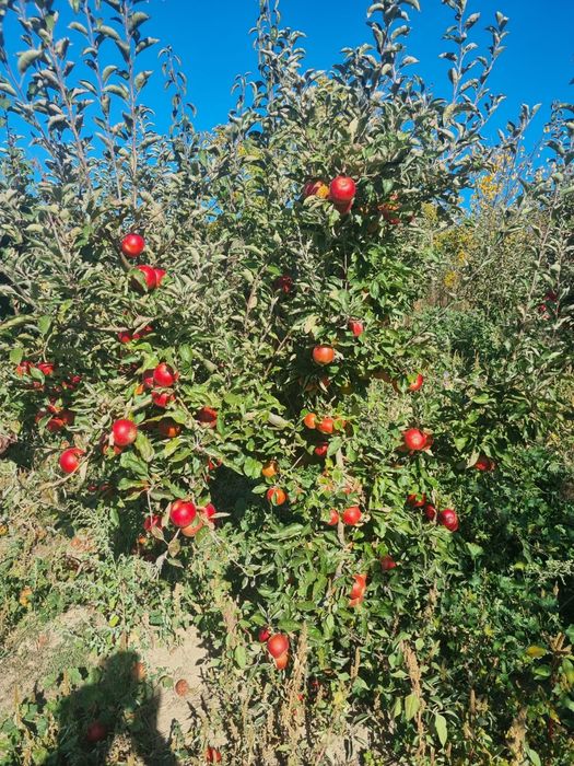 Vând mere Golden, Idared și Ionaprins – 2 lei/kg