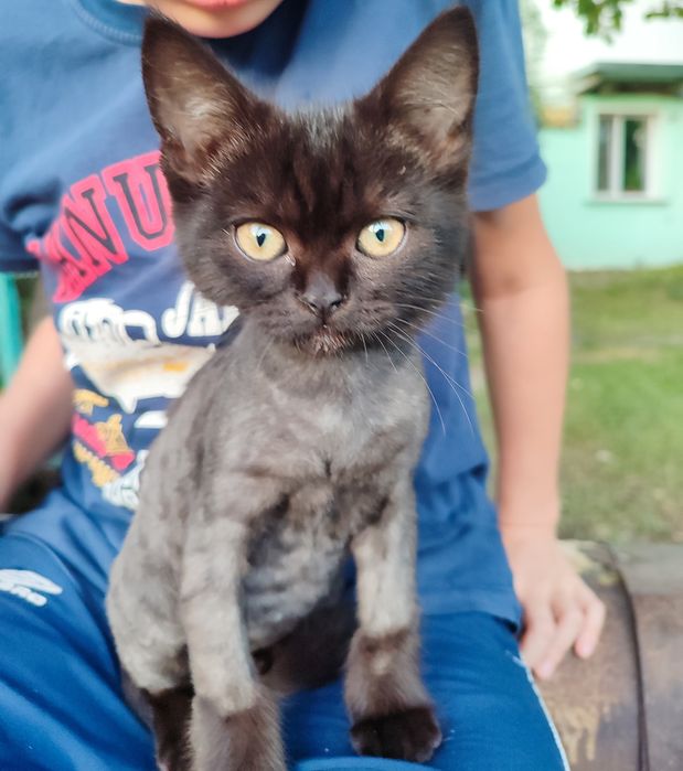 Котенок в добрые руки
