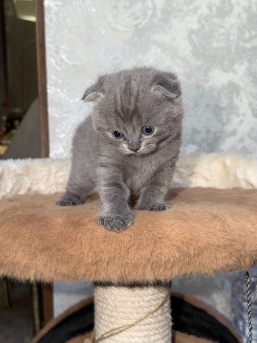 Чистокровные котята )