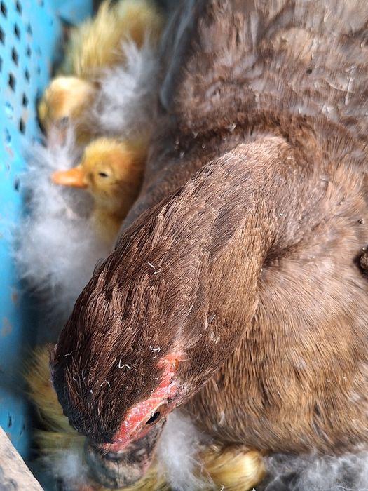 Boboci și rață leșească (boboci indieni)
