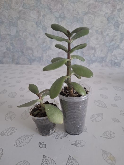 Продам денежное дерево