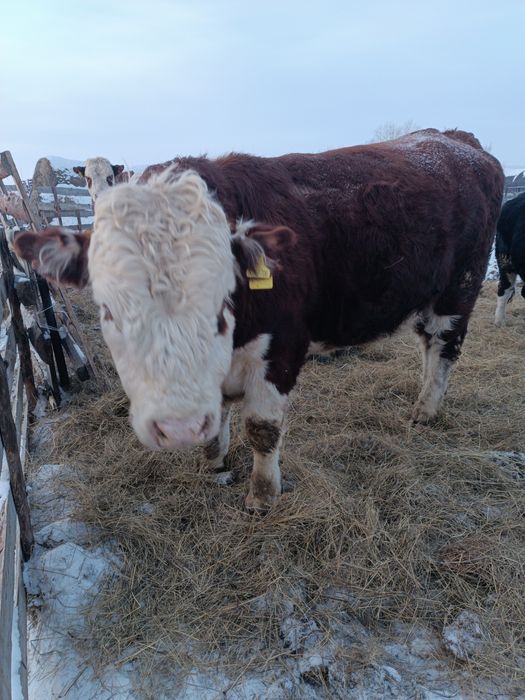 Продам белоголового бычка