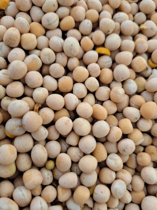 Urluiala cu cereale din recolta 2025