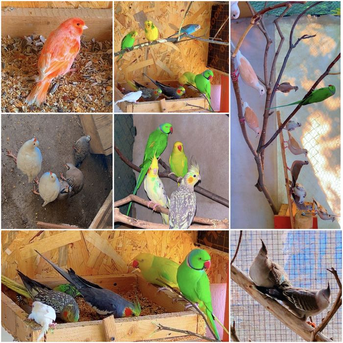 Vand pasari exotice , pauni , potarnichi , canari