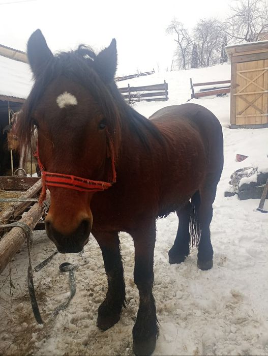 De vânzare mânză de 3 ani și cal de patru ani