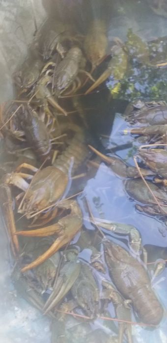 Живые и вареные раки очень сочные и