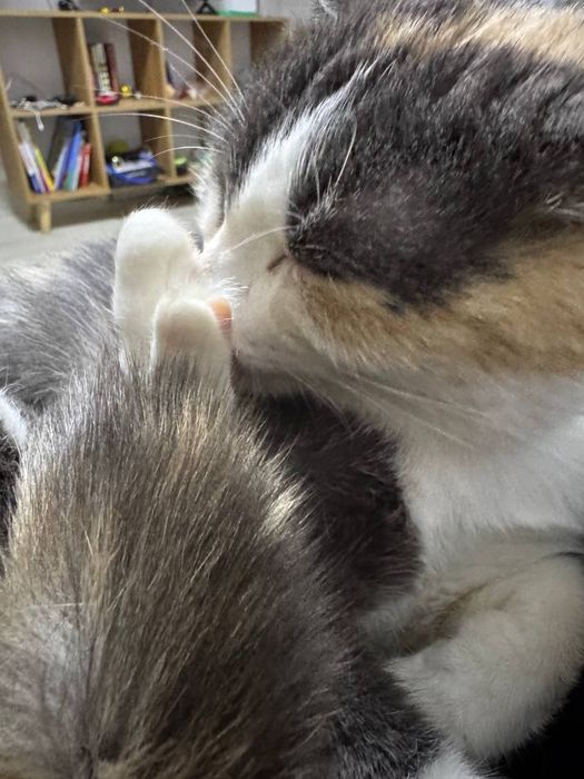 Отдам кошку трехцветку