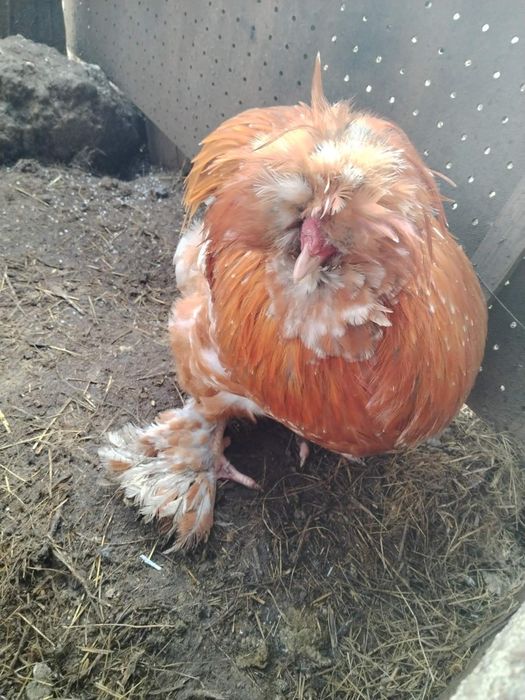 Струмски  петли.