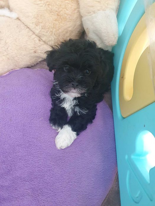 Bichon havanez canisa autorizata FCI si ACHR