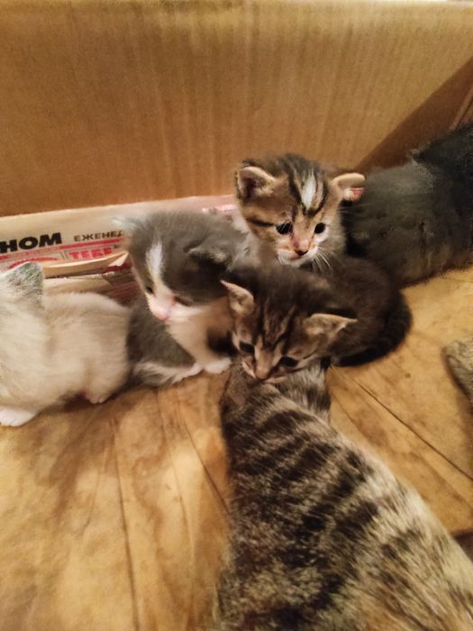 Отдадим котят,от домашней кошки