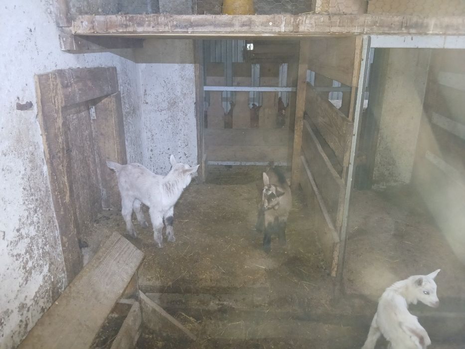 Iezi mici de vanzare fătați in 8 februarie