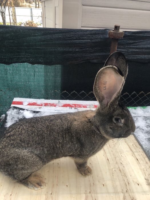 Vand iepuri  Urias German