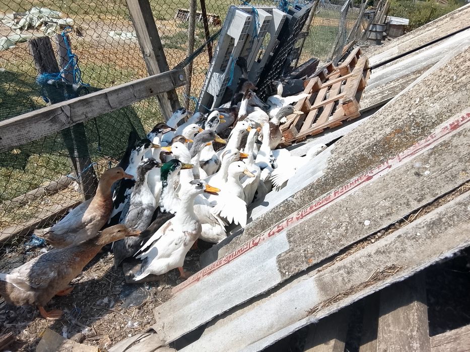 Rațe de carne și de oua
